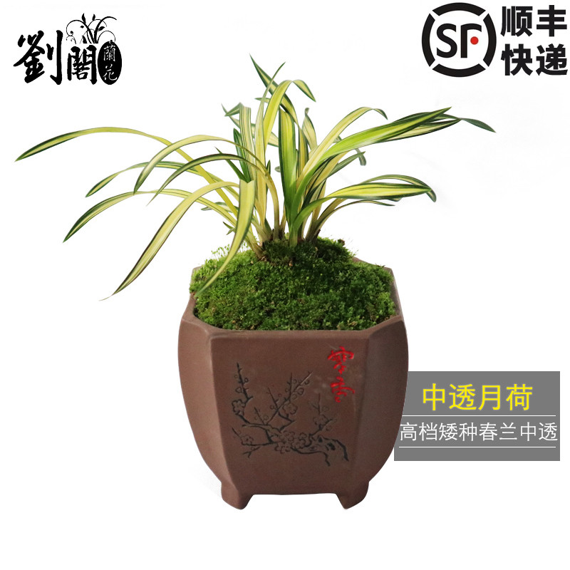 刘阁兰花春兰月荷带花苞好养花卉