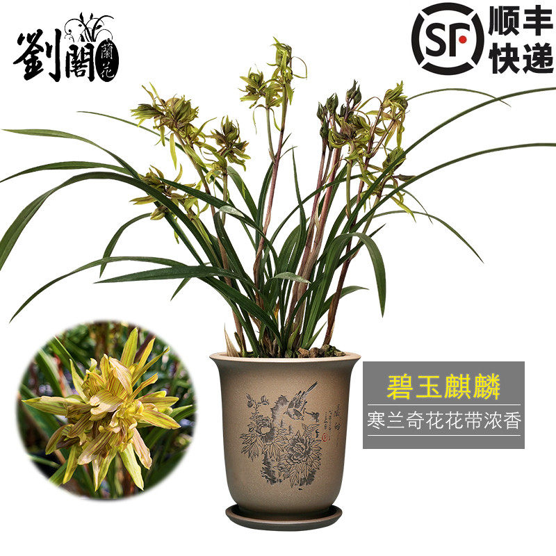 高档盆栽高档好养活盆栽兰花苗图片
