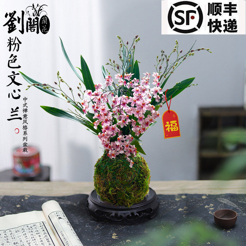 香水文心兰花苗冬带花苞梦香浓香年宵花卉苔藓球懒人盆栽水培植物