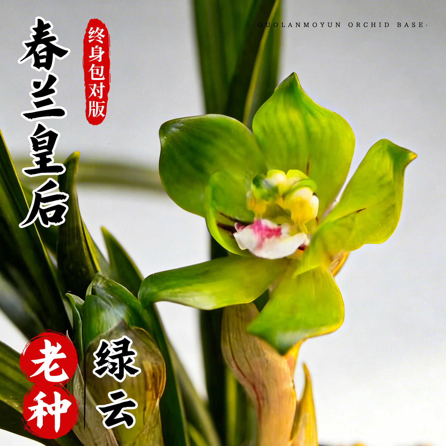 刘阁兰花苗 春兰皇后 老种绿云冬带浓香花苞出售好养花卉盆栽绿植