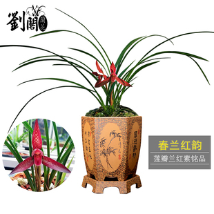 高档春兰铭品红韵 冬带花苞红素花好养兰花苗盆栽 刘阁兰花