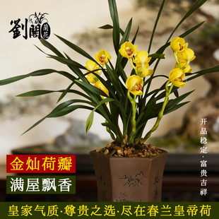 现带浓香花苞出售好养花卉盆栽 皇帝荷 刘阁兰花 春兰名品兰花苗