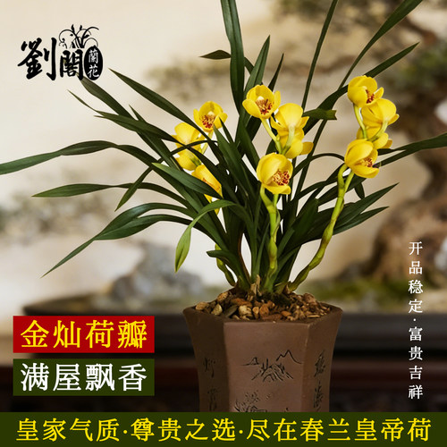 春兰名品兰花苗皇帝荷带浓香花苞