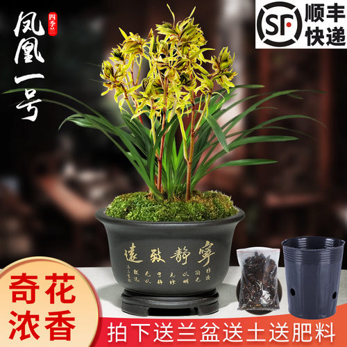 建兰凤凰一号室内庭院年年复花