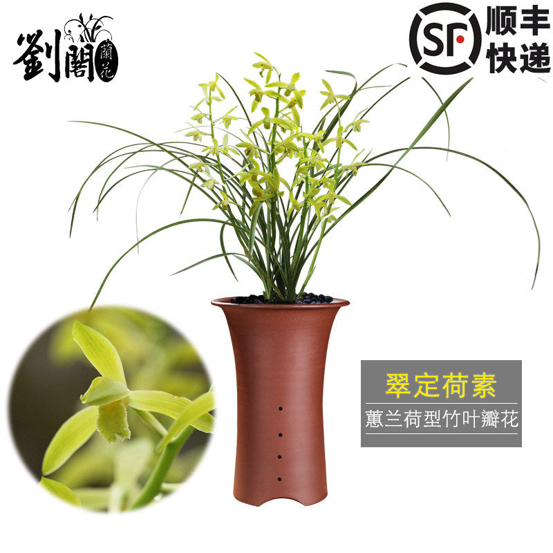 刘阁兰花苗 大花蕙兰翠定荷素 冬带浓香花苞出售室内花卉绿植盆栽