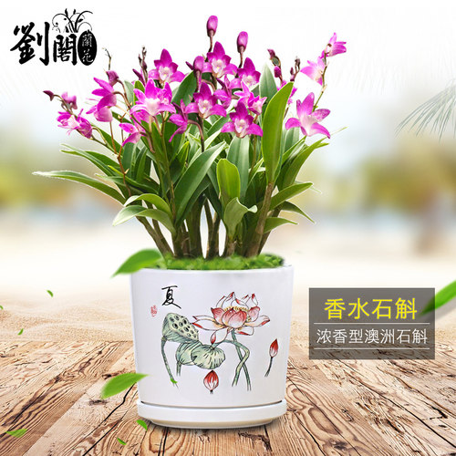 绿植连体香水石斛澳洲兰花苗