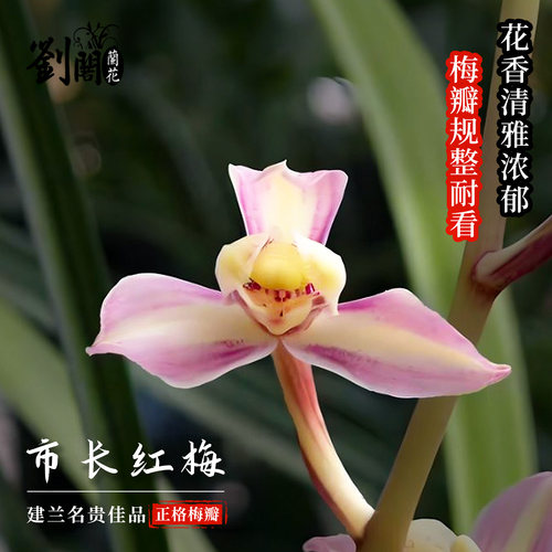 建兰市长红梅兰花苗梅瓣浓香型