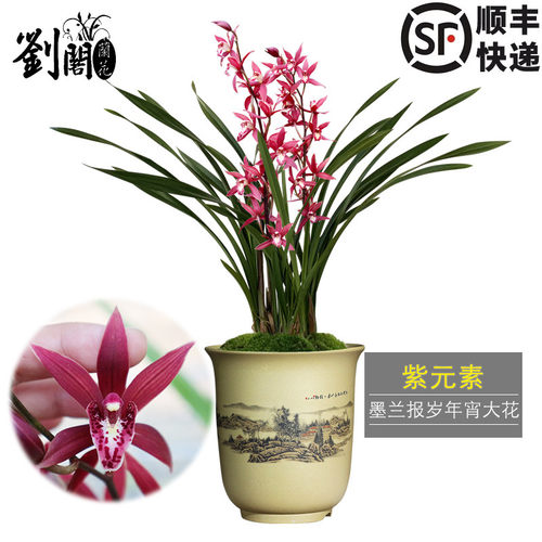 大红花苞墨兰元素现带浓香好养活