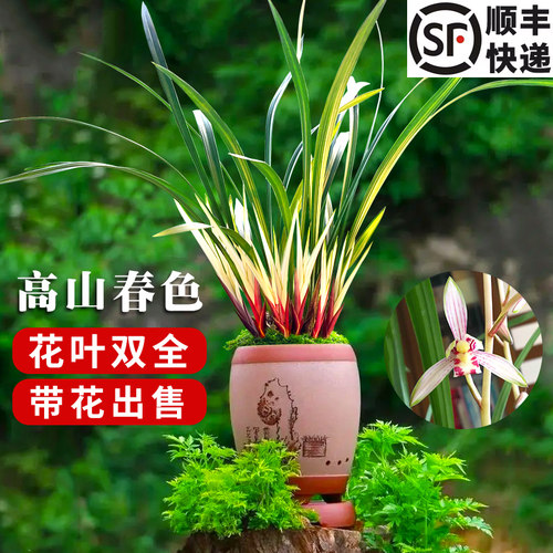 建兰高山春色带超多叶芽花叶双绝