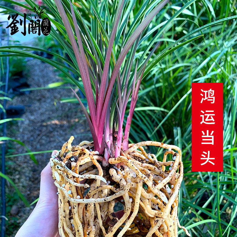 兰花苗蕙兰红草红香妃 鸿运当头 冬带花苞出售室内绿植物花卉盆栽怎么样,好用不?