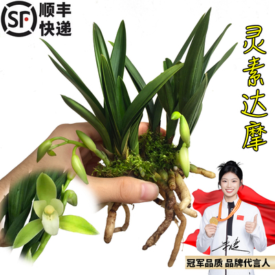 有香味的兰花苗青叶灵素达摩