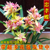 兰花苗盆栽四季 兰忠孝蝶 多瓣蝶花新手好养夏带花苞浓香花卉绿植