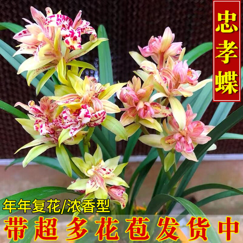 建兰忠孝蝶现带超多花苞出售