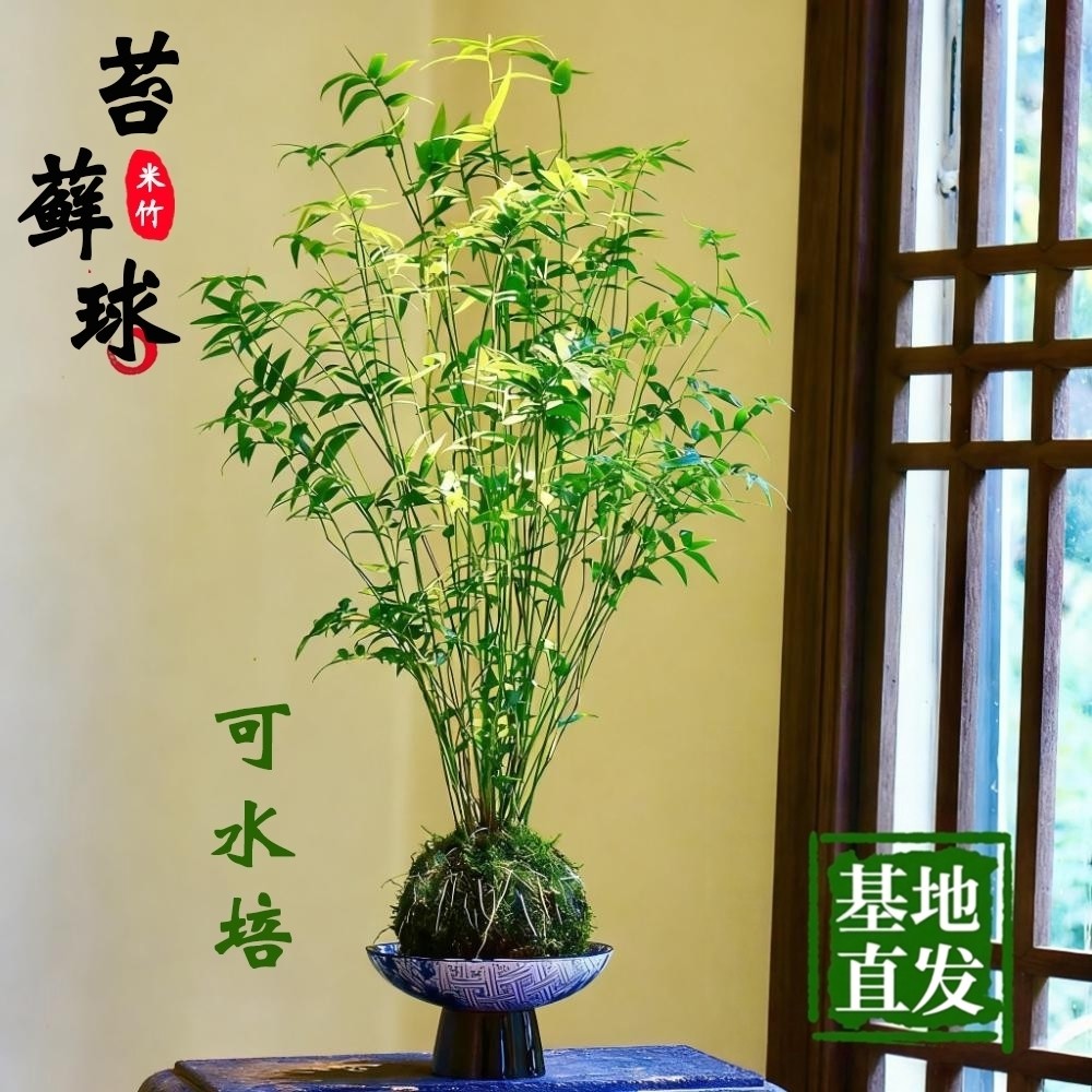 米竹红观音竹苔玉球苔藓球水培竹子室内植物盆栽桌面盆景客厅绿植,鲜花速递/花卉仿真/绿植园艺,绿植,淘宝优惠券,粉丝福利购,淘宝优惠卷