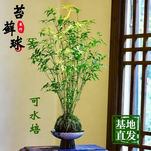 米竹红观音竹苔玉球苔藓球水培竹子室内植物盆栽桌面盆景客厅绿植