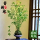 米竹红观音竹苔玉球苔藓球水培竹子室内植物盆栽桌面盆景客厅绿植