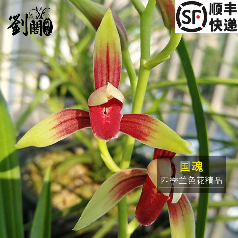 刘阁兰花苗 建兰四季兰色花 国魂 现带花苞出售高档兰花花卉盆栽