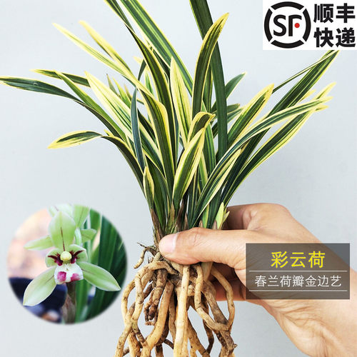 高档花卉高档金边春兰花卉盆栽