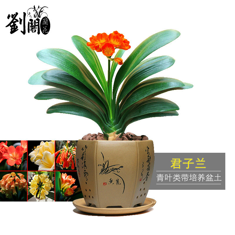 刘阁兰花苗 青叶君子兰盆栽花卉桌面绿植