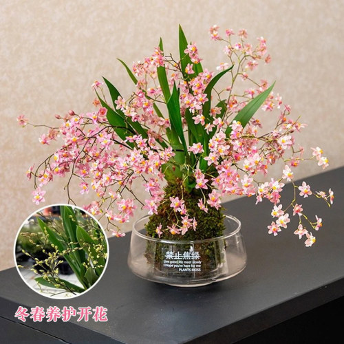 香水文心兰花苗现带花苞梦香