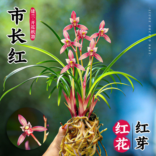 名贵兰花苗建兰市长红盆栽浓香