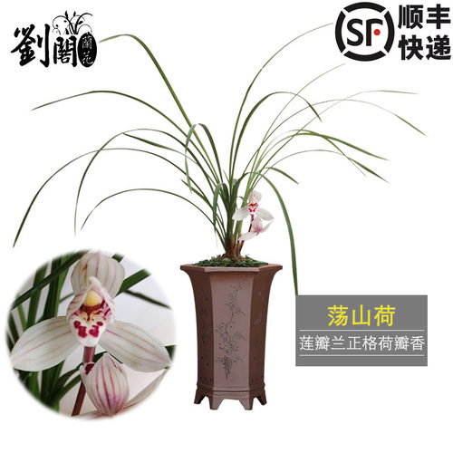 莲瓣兰荡山荷荷瓣带花苞绿植盆栽