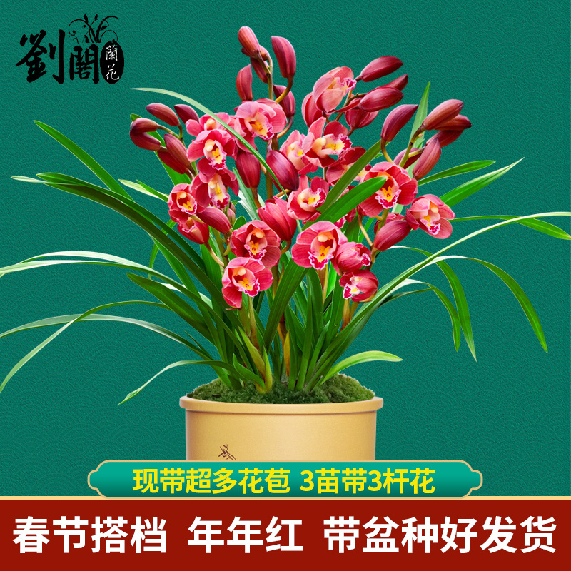 4苗4花 兰花苗 墨兰年宵花 年年红 现带花苞出售好养新年送礼花卉