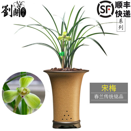 原生苗老种春兰宋梅好养易花
