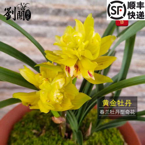 春兰奇花黄金牡丹冬带花苞出售
