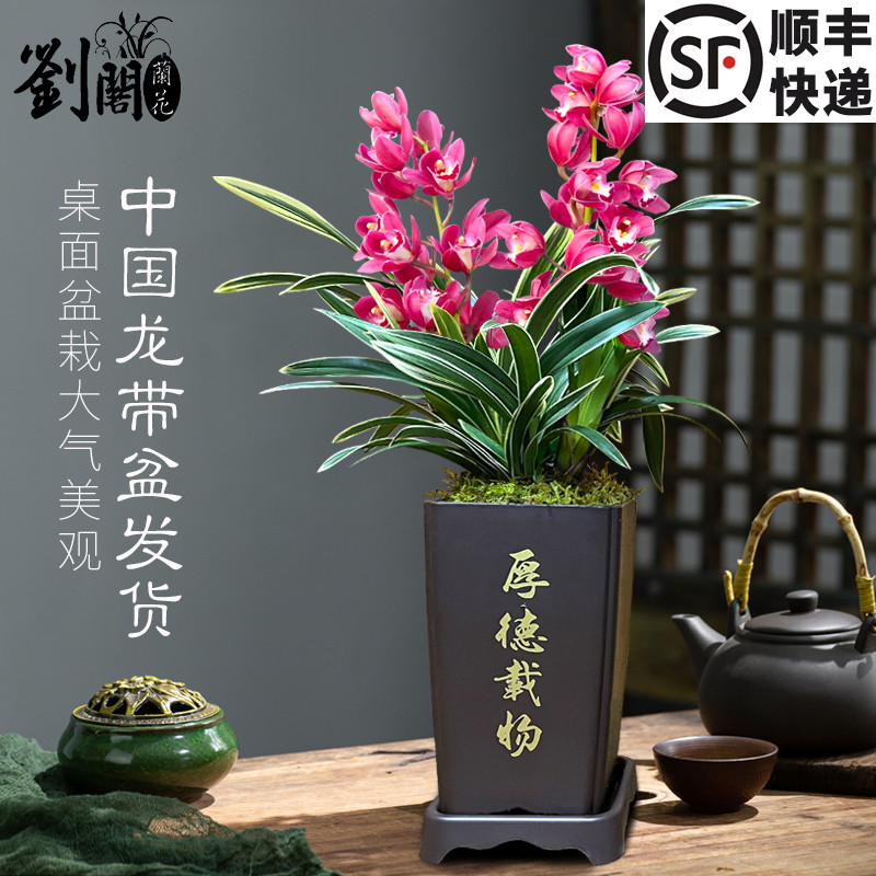 中国龙桌面盆栽美观大气
