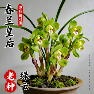 刘阁兰花苗 春兰皇后 奇瓣绿云冬带浓香花苞出售好养花卉盆栽绿植