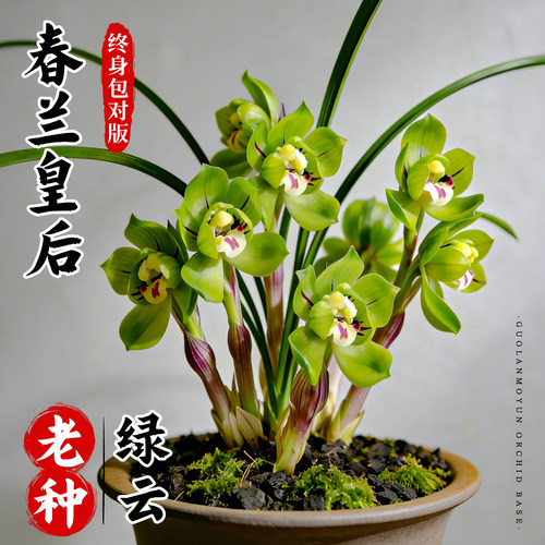 绿植春兰盆栽好养花卉