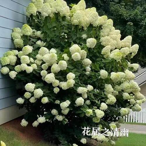 圆锥绣球花苗石灰灯香草草莓棒棒糖盆栽庭院别墅多年生耐寒花卉