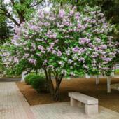 丁香花树苗浓香型花苗花卉植物庭院室外别墅紫丁香花盆栽绿化苗