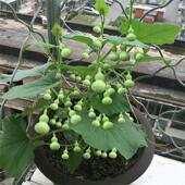 盆栽手捻葫芦种子小葫芦种籽易种活观赏阳台庭院爬藤葫芦苗秧种孑