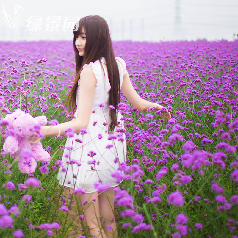 柳叶马鞭草种子多年生宿根草花种子景观绿化花海婚纱摄影观花种子图片