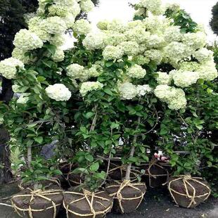 木本绣球树苗中华木绣球苗琼花树苗琼花树苗八仙绣球花苗绣球树苗