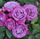 紫色月季 花苗光明知更鸟强香紫色波浪边抗寒植物玫瑰大花浓香耐寒