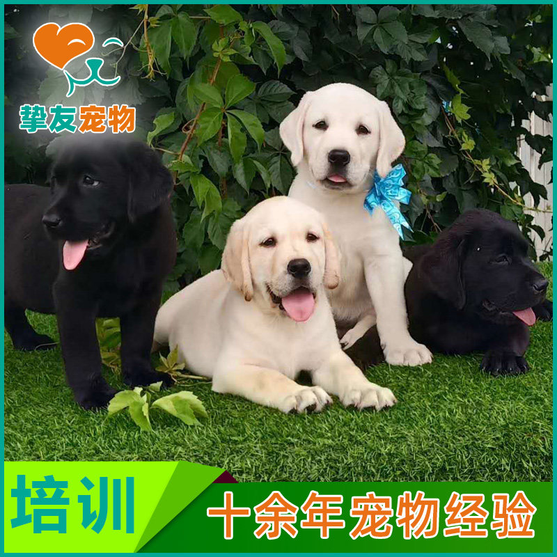 挚友宠物◆宠物狗狗家长主人培训 上门指导学习课 幼犬小狗训练