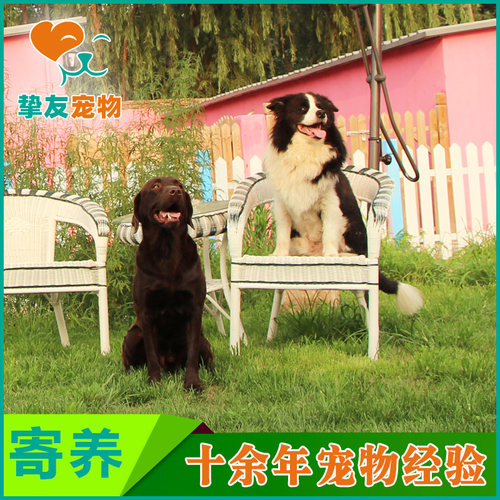 挚友宠物◆北京专业不空调狗狗