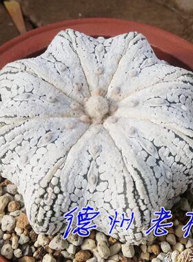 【德州老杨】奇迹兜 超兜 赤花兜 赤昭 v兜 仙人球种子 对版