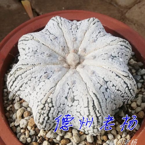 【德州老杨】奇迹兜 超兜 赤花兜 赤昭 v兜 仙人球种子 对版