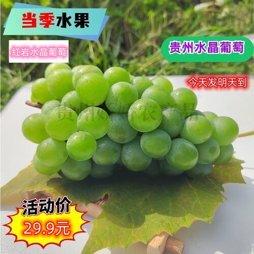 葡萄新鲜水果贵州应季孕妇