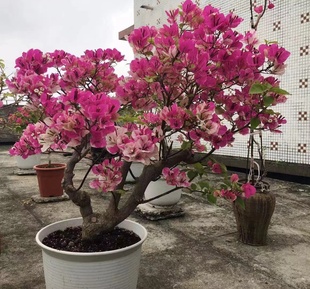 寄养 三角梅一组（一物一拍）三角梅老桩爬藤三角梅