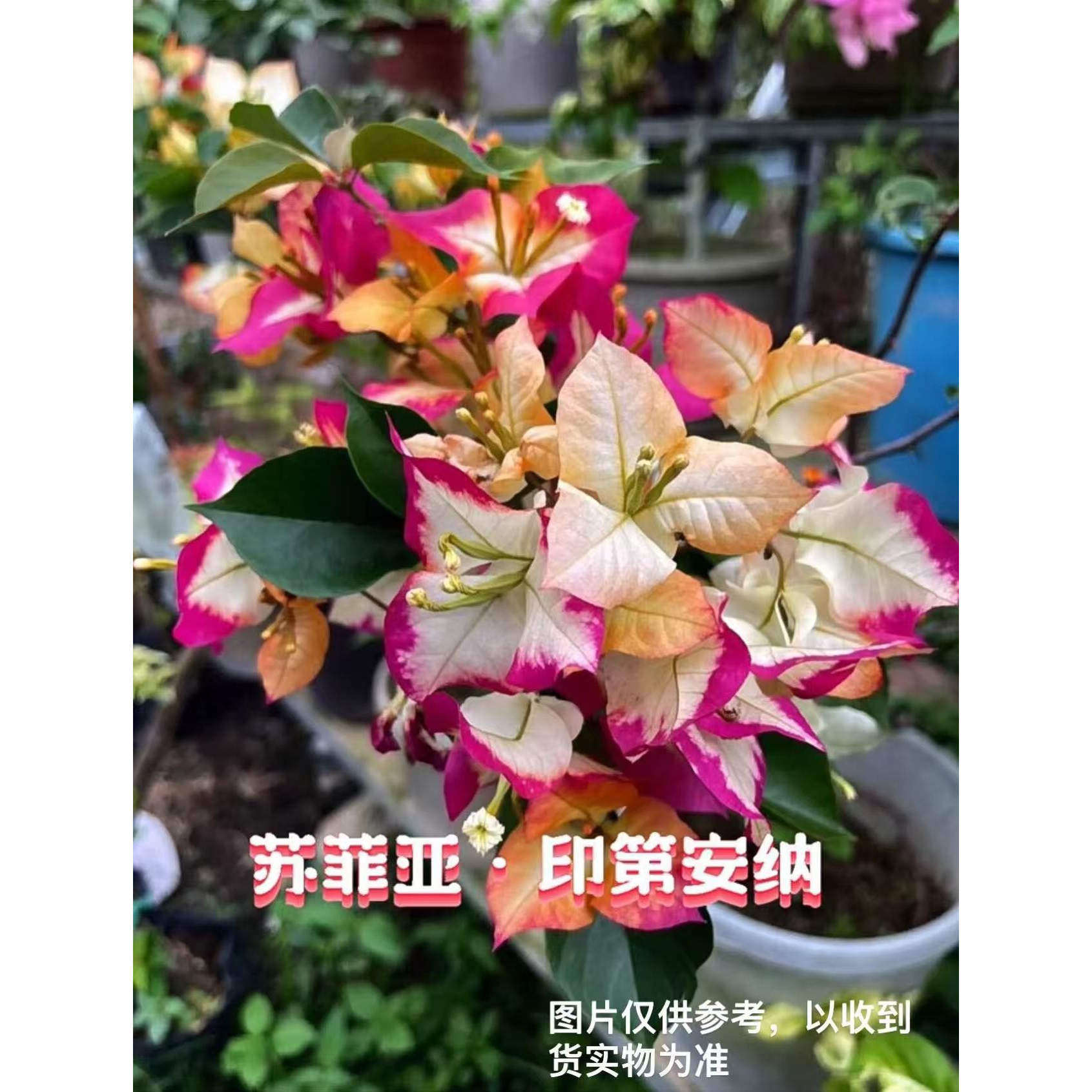 【苏菲亚】【包售后一个月】【包对版】三角梅四季开花养爬藤飘枝,鲜花速递/花卉仿真/绿植园艺,红掌/凤梨/温室花卉,淘宝优惠券,粉丝福利购,淘宝优惠卷