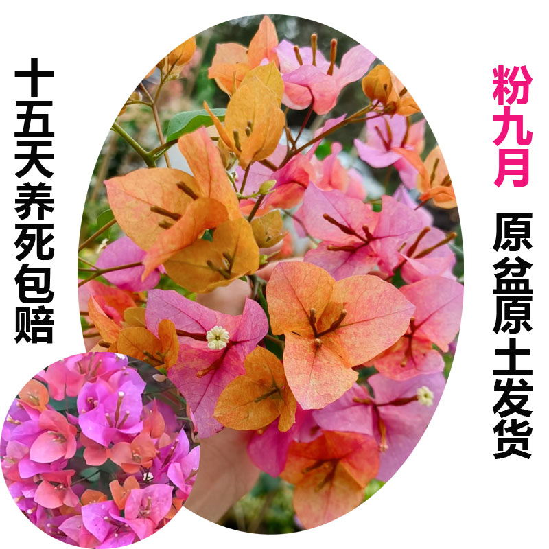 粉九月(三角梅)原生大苗四季开花老桩爬藤植物