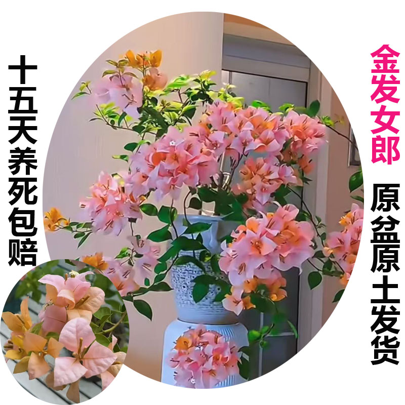 金发女郎(三角梅)原生大苗四季开花老桩爬藤植物