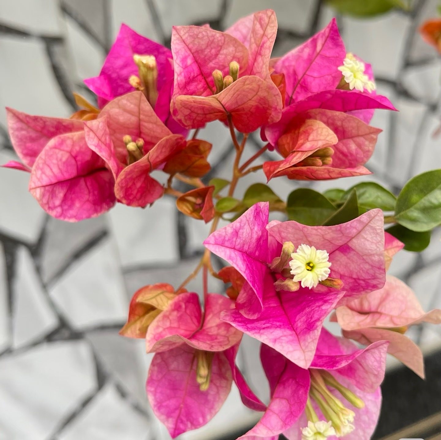 【娆】【包售后一个月】【包对版】三角梅四季开花爬藤飘枝好养,鲜花速递/花卉仿真/绿植园艺,红掌/凤梨/温室花卉,淘宝优惠券,粉丝福利购,淘宝优惠卷