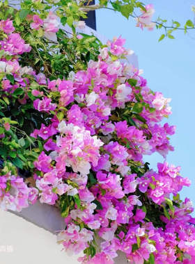 【一组】小灯仔三角梅一物一拍链接勤花爬藤三角梅