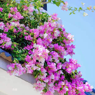 小灯仔三角梅一物一拍链接勤花爬藤三角梅